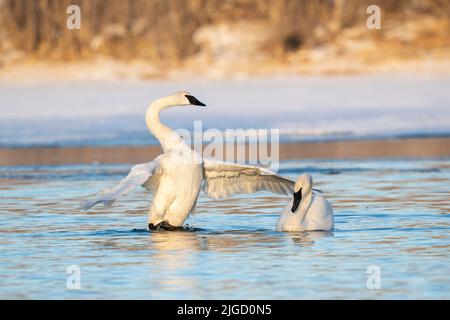 Trompeter Swans along St Croix River, Winter, WI, USA, von Dominique Braud/Dembinsky Photo Assoc Stockfoto