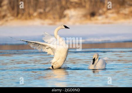 Trompeter Swans along St Croix River, Winter, WI, USA, von Dominique Braud/Dembinsky Photo Assoc Stockfoto