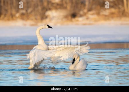 Trompeter Swans along St Croix River, Winter, WI, USA, von Dominique Braud/Dembinsky Photo Assoc Stockfoto