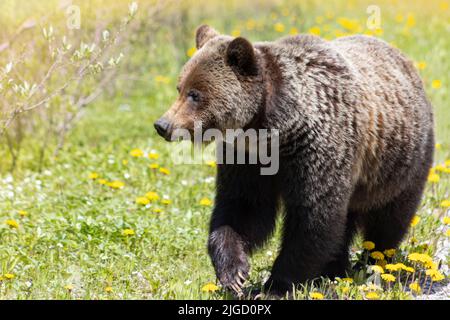 grizzlybär wandert durch den Dandelion Stockfoto