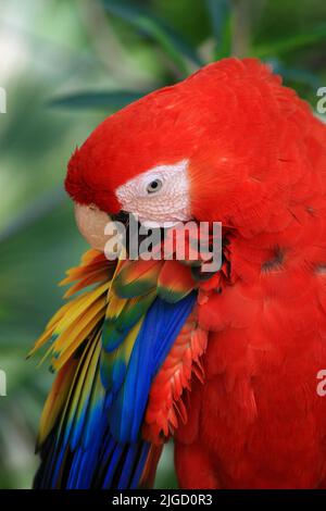 Ein rot-blauer Papagei glättet seine Federn mit seinem Schnabel. Stockfoto