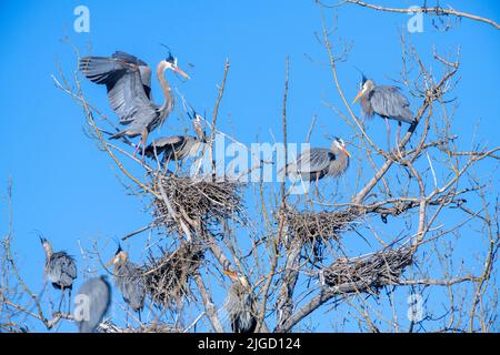 Rotkehlchen, (Ardea herodias), Nester, brüten, Frühling, E North America, von Dominique Braud/Dembinsky Photo Assoc Stockfoto