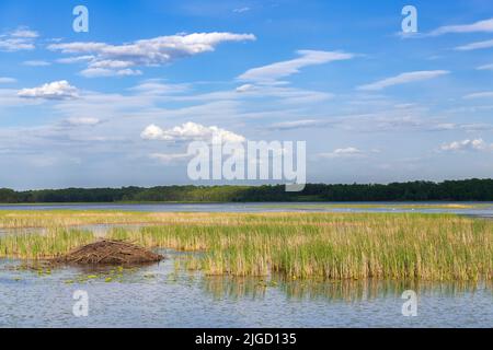 Biberhütte und Trompeter-Schwäne (Cygnus buccinator). Crex Meadows Wildlife Management Area, WI, USA, von Dominique Braud/Dembinsky Photo Assoc Stockfoto