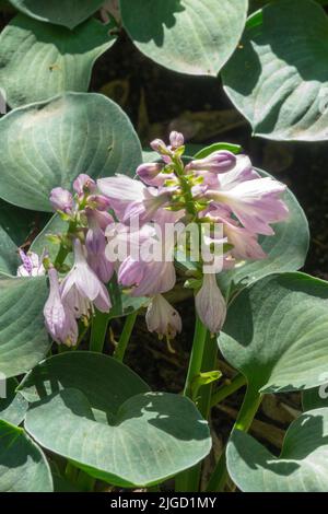 Blühende Wegerich-Lilie Stockfoto