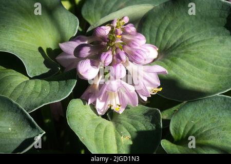 Kleine Hostas, Zwerg, Hosta 'Blue Mouse Ears', Blume, Pink Bloom, Lila Tönung Stockfoto