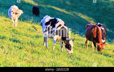 Herde milder Milchkühe auf einem landwirtschaftlichen Feld im Bega-Tal in Australien. Stockfoto