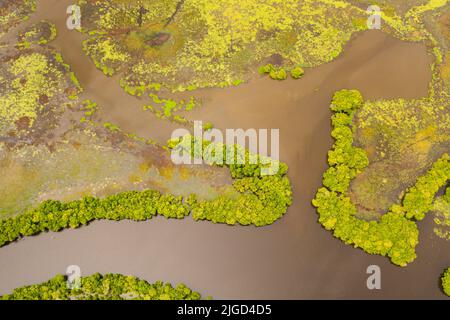 Ein Fluss im Dschungel in den Tropen. Ein Sumpf in Sri Lanka. Stockfoto