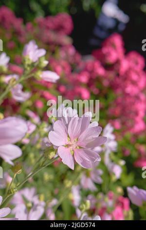 Nahaufnahme von frischem Moschusmallow, der in einem üppigen grünen Garten mit Copyspace wächst. Ein Strauß rosa Feldblumen, Schönheit in der Natur und friedliches Ambiente Stockfoto