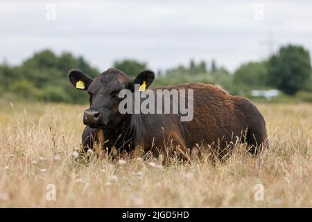 Eine braune Kuh, die auf einem Feld aus trockenem Sommerrasen mit gelben Ohrmarken sitzt Stockfoto