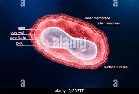 Monkeypox-Virus, Illustration Stockfoto