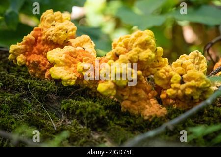 Chicken of the Woods (auch bekannt als Chicken Mushroom oder Sulphher Shelf) auf einem gefallenen Baum im georgischen Chattahoochee National Forest. (USA) Stockfoto