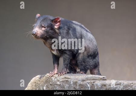 Tasmanischer Teufel (Sarcophilus harrisii) mit Blick nach vorn. Sie sind die größten fleischfressenden Beuteltiere der Welt. Stockfoto