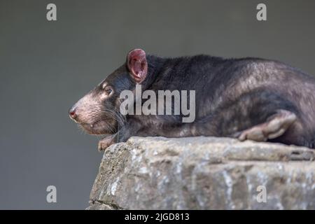 Tasmanischer Teufel (Sarcophilus harrisii), der auf einem Felsen ruht. Sie sind die größten fleischfressenden Beuteltiere der Welt. Stockfoto