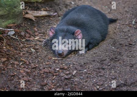 Tasmanischer Teufel (Sarcophilus harrisii), der auf dem Boden ruht. Diese einheimischen fleischfressenden australischen Beuteltiere wurden zu einer gefährdeten Art erklärt. Stockfoto