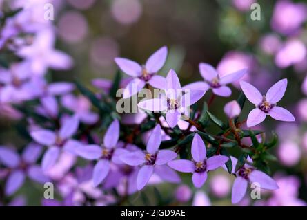 Rosa Blüten der australischen Boronia ledifolia, Familie Rutaceae in Sydney Woodland, NSW. Bekannt als The Showy, Sydney oder Ledum Boronia Stockfoto