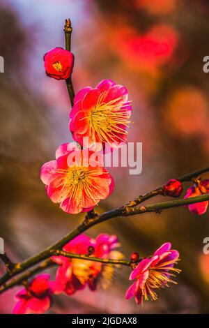 Farbenfrohe Rosa Pflaumenblüten Prunus Mume Sonnenuntergang West Lake Zhejiang Province, China. Stockfoto