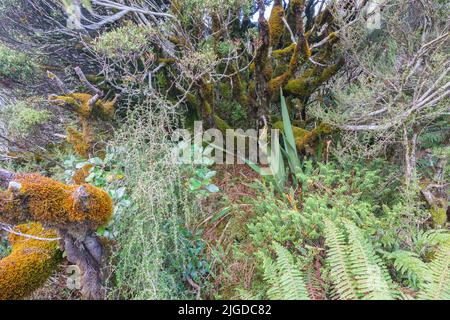 Regenwaldvegetation und moosbeladene Bäume entlang Buschwanderungen in den südlichen Alpen am Dobson Nature Walk Arthur's Pass South Island Neuseeland. Stockfoto