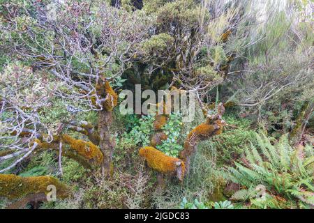 Regenwaldvegetation und moosbeladene Bäume entlang Buschwanderungen in den südlichen Alpen am Dobson Nature Walk Arthur's Pass South Island Neuseeland. Stockfoto