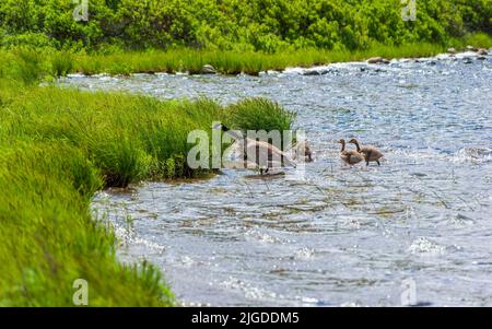 Eine kanadische Gans (Branta canadensis) und ihre Küken, die sich an der Ufervegetation anpflanzen. Wolfe Lake, im Fundy National Park, New Brunswick, Kanada Stockfoto