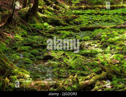 Grünes Moos bedeckt Felsen und verfallende Baumstämme. Bachbett in einem schattigen Wald. Dickson Falls, Fundy National Park, New Brunswick, Kanada Stockfoto