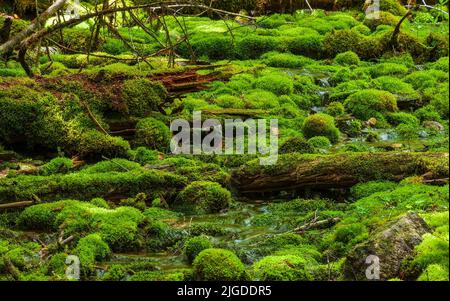 Grünes Moos bedeckt Felsen und verfallende Baumstämme. Bachbett in einem schattigen Wald. Dickson Falls, Fundy National Park, New Brunswick, Kanada Stockfoto