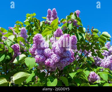 Flieder, Syringa vulgaris, Oleaceae. Lila Fliederbusch. Stockfoto