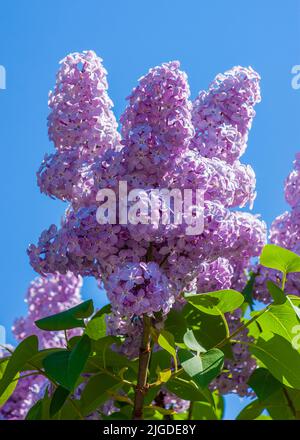 Flieder, Syringa vulgaris, Oleaceae. Lila Flieder in Blüte. Stockfoto