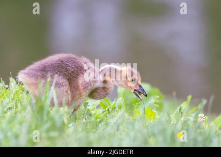 Kanadagans (Branta canadensis), die Gras fressen. Der National Historical Park von Ohio Canal und der Stadt. Maryland. USA Stockfoto