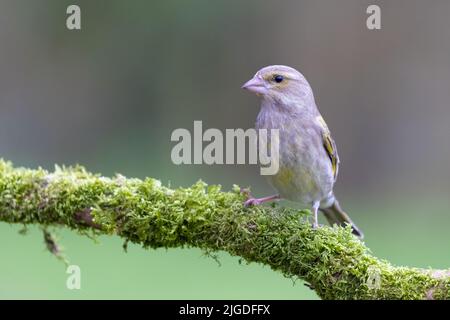 Weiblicher Grünfink [ Chloris chloris ] auf moosem Zweig mit verlossenem Hintergrund Stockfoto