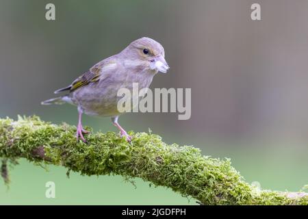 Weiblicher Grünfink [ Chloris chloris ] auf moosem Ast mit weißer Feder im Schnabel und unfokussierter Hintergrundfarbe Stockfoto