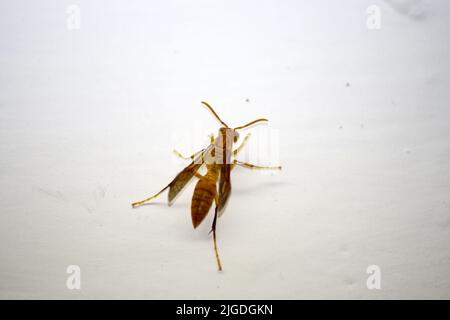 Eine indische Gelbe Papierwaspe (Polistes olivaceus) auf einer Fensterscheibe : (Pix SShukla) Stockfoto