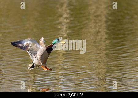 Männliche Stockente [ Anas platyrhynchos ], die auf dem Wasser landet Stockfoto