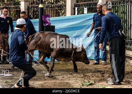 Kuala Lumpur, Kuala Lumpur, Malaysia. 10.. Juli 2022. Malaysische Muslime bereiten sich auf die Schlachtung einer Kuh zum Opfer während der Eid al-Adha-Feierlichkeiten am 10. Juli 2022 in Kuala Lumpur vor. Eid al-Adha wird in der ganzen muslimischen Welt zum Gedenken an Abrahams Bereitschaft gefeiert, seinen Sohn Gott mit Kühen und Ziegen zu opfern, die traditionell an diesem heiligen Tag geschlachtet werden. (Bild: © Mohd Daud/ZUMA Press Wire) Stockfoto