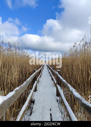 Holzweg zwischen hohen Schilf. Mit Schnee bedecktes Duckboard. Schmale Fußgängerbrücke mit trockenem Schilf auf beiden Seiten. Stockfoto