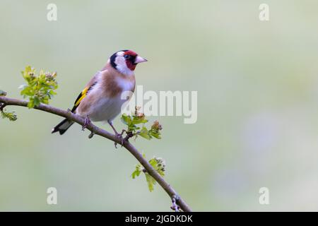 Goldfinch [ Carduelis carduelis ] auf Blackthorn-Zweig mit klarem Hintergrund aus dem Fokus Stockfoto