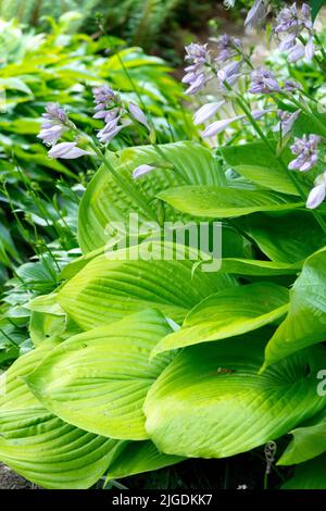 Hosta 'Summe und Substanz', Gartenpflanze Stockfoto