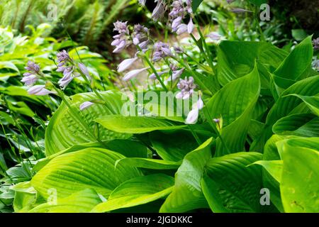 Hosta „Summe und Substanz“ im Garten Stockfoto