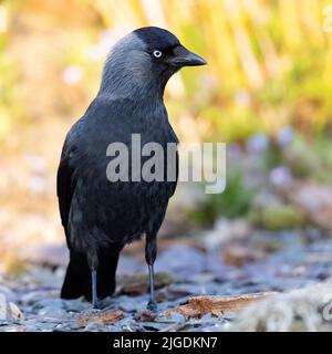 Dohlendaw [ Coloeus monedula ] auf Schotter mit goldenem Stundenlicht im Hintergrund Stockfoto