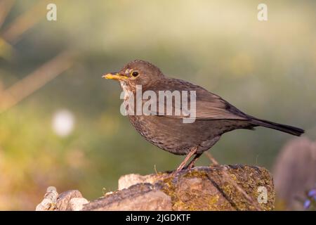 Jungvögel [ Turdus merula ] an der Gartenwand im goldenen Morgenlicht Stockfoto