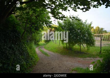 Kaiserstuhl bei Freiburg in Deutschland, einem Weinanbaugebiet Stockfoto