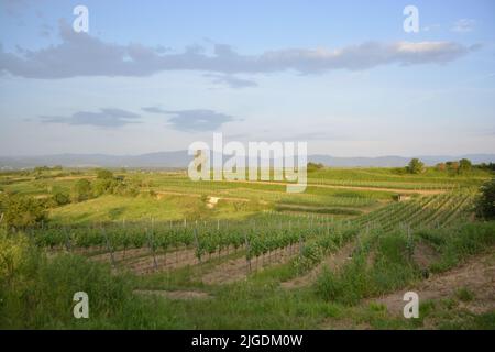 Kaiserstuhl bei Freiburg in Deutschland, einem Weinanbaugebiet Stockfoto