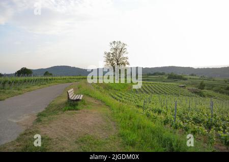 Kaiserstuhl bei Freiburg in Deutschland, einem Weinanbaugebiet Stockfoto
