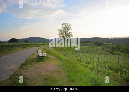 Kaiserstuhl bei Freiburg in Deutschland, einem Weinanbaugebiet Stockfoto