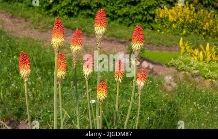 Der lateinische Name Kniphofia uvaria, eine auffallend leuchtend rote Stumpenpflanze, gehört zur Familie der Lilie. Knifofia ist eine Gattung von mehrjährigen blühenden Pflanzen. Stockfoto