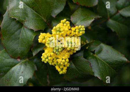 Mahonia (Berberis) aquifolium Pursh, Oregon-Traube oder Holly-leaved Berberry, Pflanze in der Familie: Berberidaceae, heimische Region: west-Nordamerika. Stockfoto