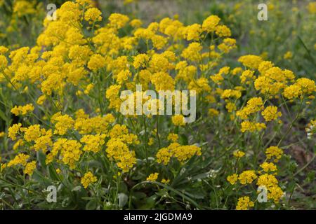 Korb aus Gold oder Golden Alyssum (Aurinia saxatilis) gelb blühenden Blüten, immergrüne parennial Pflanze in der Familie Brassicaceae, heimisch in Asien und Stockfoto