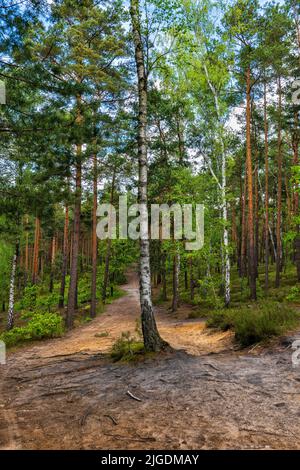 Wanderweg mit Birke mitten im Mischwald des Kampinos-Nationalparks im Frühjahr, Masowien-Region, Polen. Stockfoto