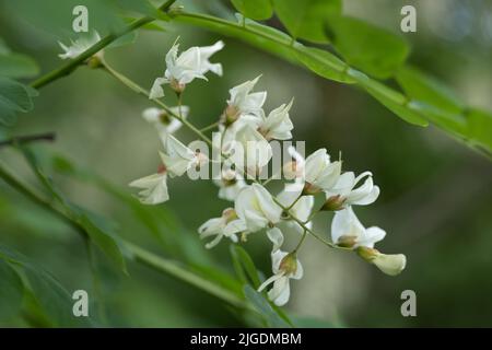 Schwarze Locust Robinia pseudoacacia oder falsche Akazie in Blüte, zarte weiße Blüten von Laubbaum in Erbsenfamilie: Fabaceae. Stockfoto