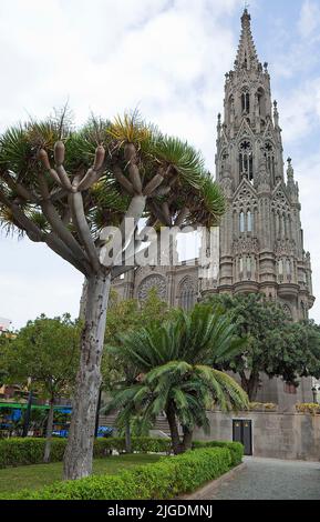 Drachenbaum (Dracaena draco) an der Kathedrale San Juan Bautista, Wahrzeichen der Stadt, Arucas, Kanarischen Inseln, Spanien, Europa Stockfoto