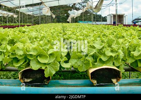 Reihen von hydroponisch angebautem grünem Salat auf einer Bio-Gemüsefarm in Khao Kho, Thailand. Wasser fließt sanft durch die Kunststoffrohre Stockfoto